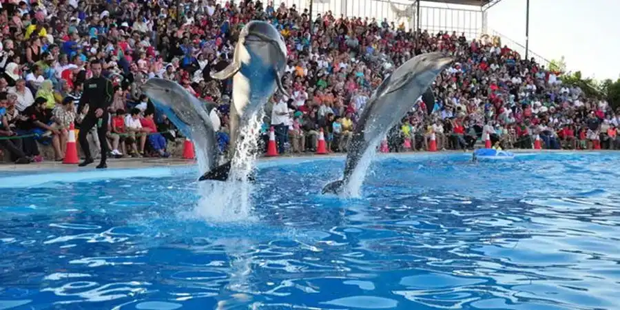 Side-Dolphin-Show-2