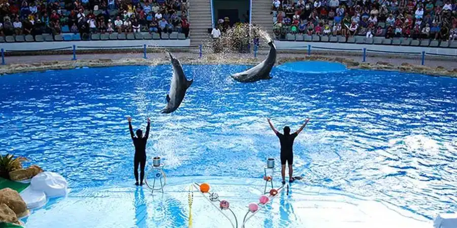 Side-Dolphin-Show-6