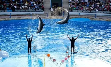 Delphin-Show