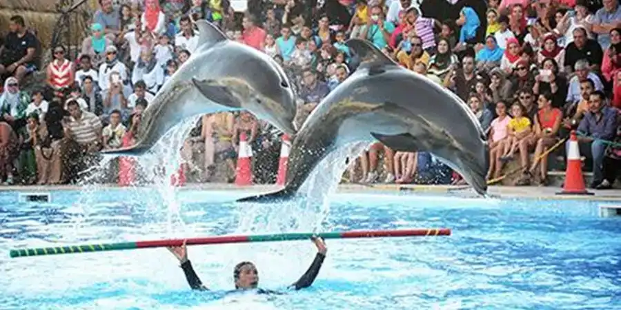 Side-Dolphin-Show-3