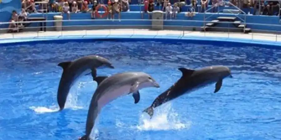 Side-Dolphin-Show