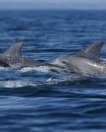 SIDE DOLPHIN ISLAND BOAT TRIP